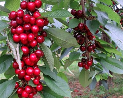 Вишня колоновидная "Ашинский Гибрид"