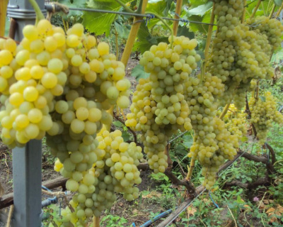 Виноград "КишМиш 342"