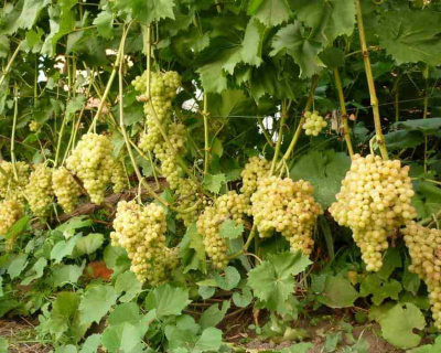 Виноград "КишМиш 342"