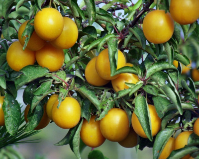 Слива "Вашингтон"