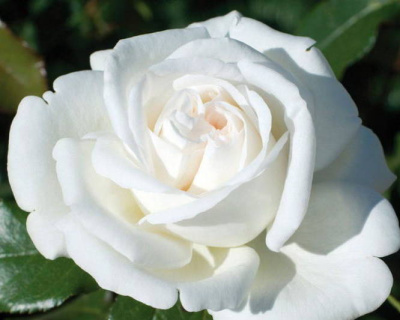 Роза Чайно-Гибридная "White Bear" (Белый Медведь)