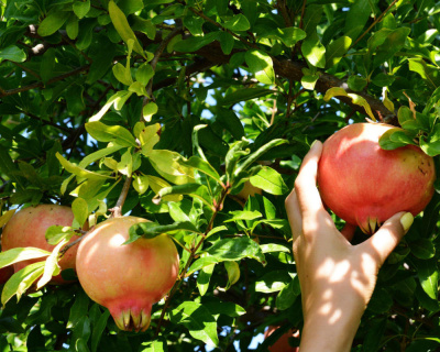 Гранат "Гюлоша розовая"