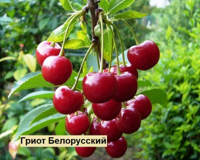 Вишня мультипрививка "Гриот Белорусский-Норд Стар"