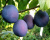 Слива "Синий гигант"