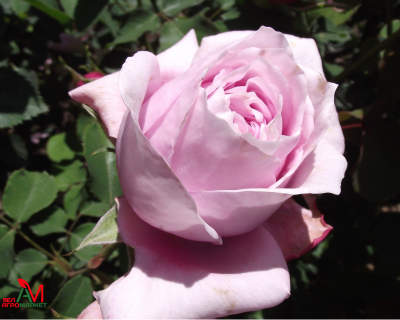 Роза Чайно-Гибридная "Jessika" (Джессика)