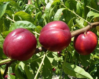 Нектарин "Алитоп"