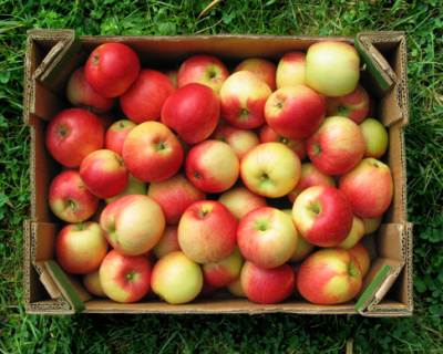 Яблоня "Пинова"