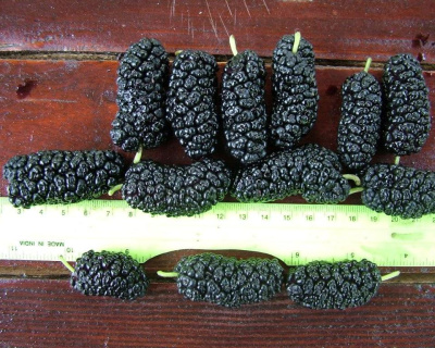 Шелковица "Черная Жемчужина"