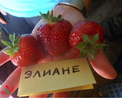 Клубника "Элиане"