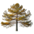 Лиственницы