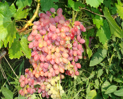 Виноград "КишМиш Лучистый"