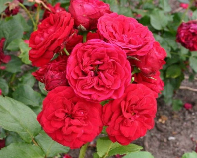 Роза Флорибунда "Insel Mainau" (Инзель Майнау)