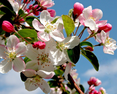 Яблоня "Успенское"