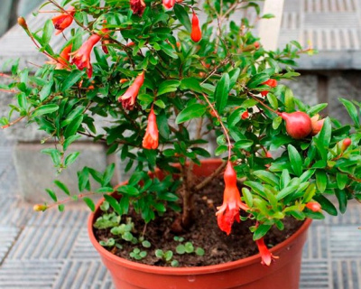 Гранат карликовый "Карфаген"