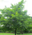 Дуб черешчатый Пендула (Quercus robur Pendula) 