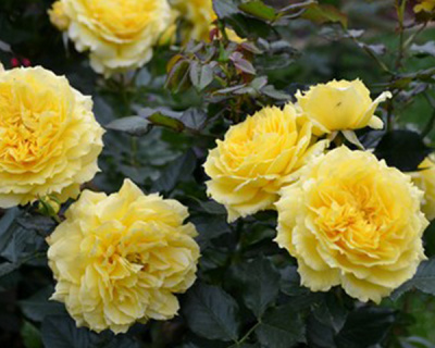 Роза Флорибунда "China Girl" (Чайна Герл)