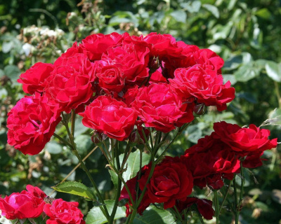 Роза Флорибунда "Tornado" (Торнадо)