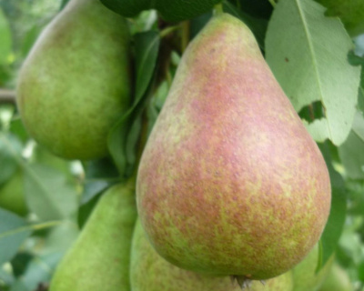 Груша "Аллегро"