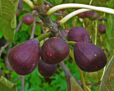 Инжир "Сабруция"