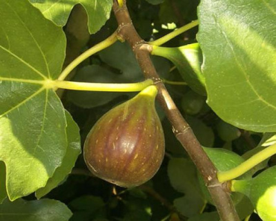 Инжир "Брунсвик"