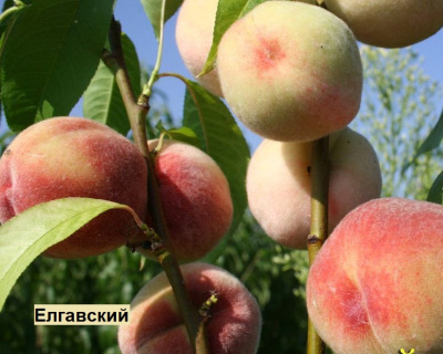Персик мультипрививка "Елгавский-Лойко 2"
