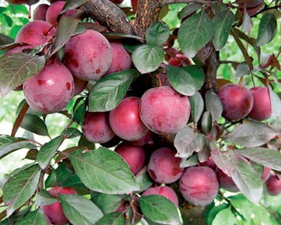 Слива "Орловская мечта"