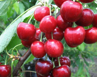 Вишня колоновидная "Малютка"