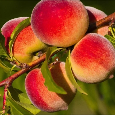 Персик Турист