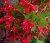 Вейгела гибридная «Ред Принц» (Weigela Red Prince)