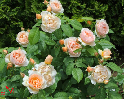 Английская Роза "Juliet" (Джульетта)