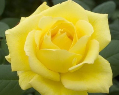 Роза Чайно-Гибридная "Nicolas Hulot" (Николя Уло)