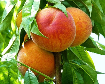 Персик "Ветеран"