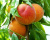 Персик "Ветеран"