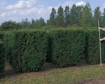 Тис средний "Хилли" (Hillii)