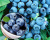 Голубика "Латеблю (Lateblue)"