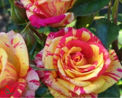 Роза Чайно-Гибридная "Fire Crack" (Файер Крек)