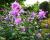 Гибискус «Арденс» (Ardens)
