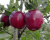 Яблоня "Дарунок"