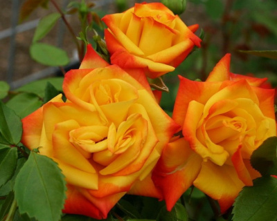 Роза Флорибунда "Samba" (Самба)