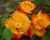 Роза Флорибунда "Samba" (Самба)