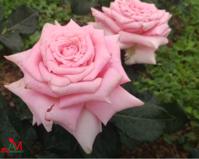 Роза Чайно-Гибридная "Jessika" (Джессика)