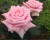 Роза Чайно-Гибридная "Jessika" (Джессика)