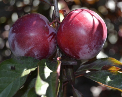 Слива краснолистная  "Писсарди"
