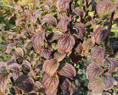 Дерен красный "Компресса" (Compressa)