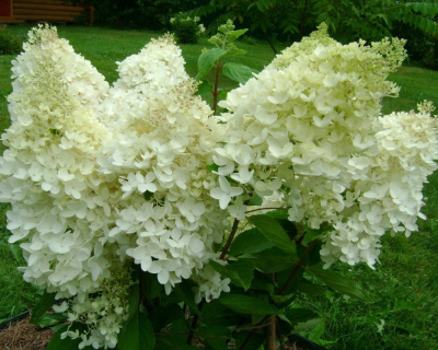 Гортензия метельчатая "Грандифлора" (Grandiflora)