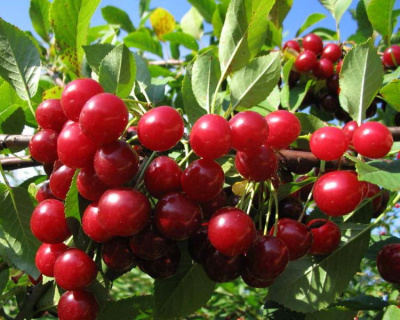 Вишня "Вянок"