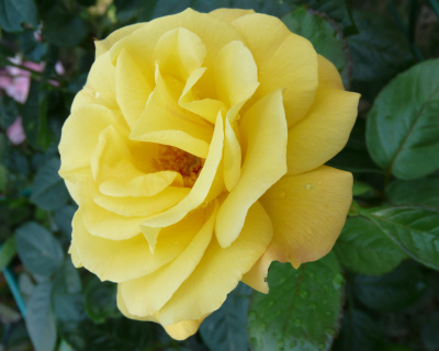 Роза плетистая "Casino" (Казино) 