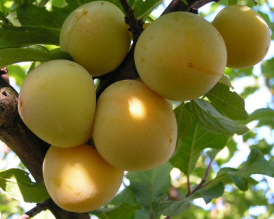 Алыча "Сонейка"