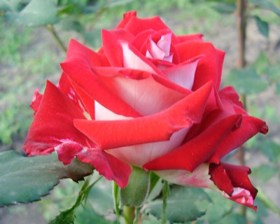 Роза Чайно-Гибридная «Alliance» (Альянс)