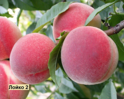 Персик мультипрививка "Елгавский-Лойко 2"